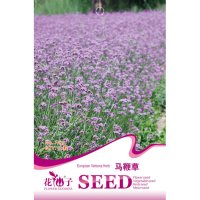 我要发芽 花卉种子 马鞭草种子 柳叶紫顶龙芽草 野荆芥 多年生 50粒/包