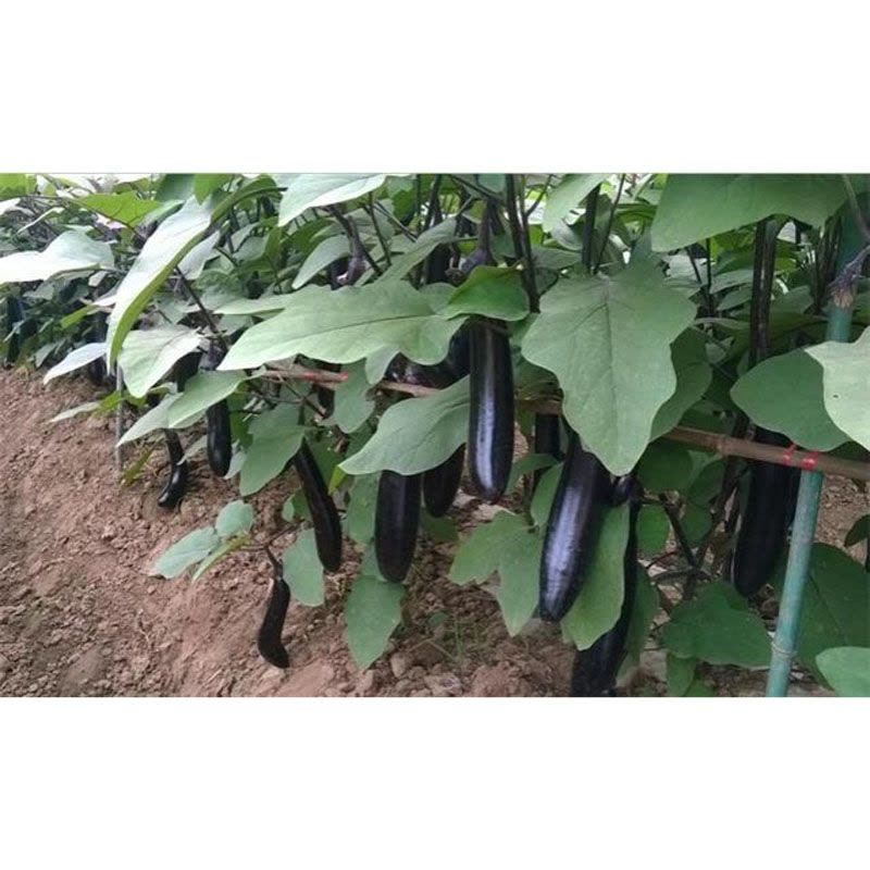 我要发芽 蔬菜种子 早黑长茄种子 茄子 黑紫长茄 果肉细嫩籽少松软 特早熟 5克/包图片