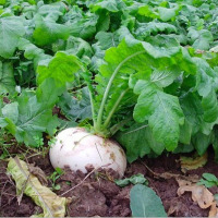 我要发芽 蔬菜种子 四川原种春不老萝卜种子 圆白萝卜 大萝卜 15克/包