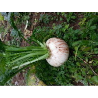 我要发芽 蔬菜种子 四川原种春不老萝卜种子 圆白萝卜 大萝卜 15克/包