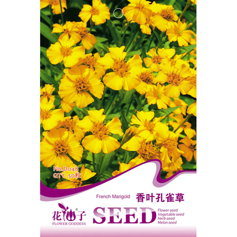 我要发芽园艺用品我要发芽花卉种子香叶孔雀草密花孔雀草香味浓春秋播种 盆栽50粒 包 价格图片品牌报价 苏宁易购我要发芽园艺休闲旗舰店