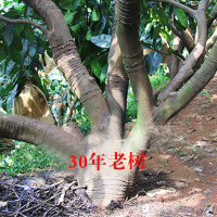 米又 平和琯溪红心柚 2个 约4-5斤左右