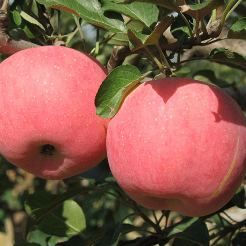 米又山东果正宗新鲜农家水果栖霞红富士苹果5斤装