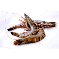 金御丰海鲜 马来西亚黑虎虾 800g 18-23只 海虾大虾 海鲜水产