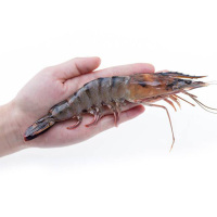 金御丰海鲜 马来西亚黑虎虾 800g 18-23只 海虾大虾 海鲜水产