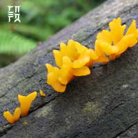 白族段妈妈/云南金耳/黄脑耳/胶原蛋白/可搭配皂角米/金耳/100g