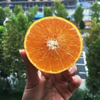 【中华特色】武汉馆 冰糖橙9斤中果55mm甜橙子新鲜水果非麻阳 永兴冰糖橙 华中