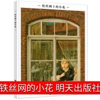 正版 铁丝网上的小花 明天出版社 绘本世界插画大师英诺森提 小学生班主任推荐课外阅读必读书籍 二年级三年级四年