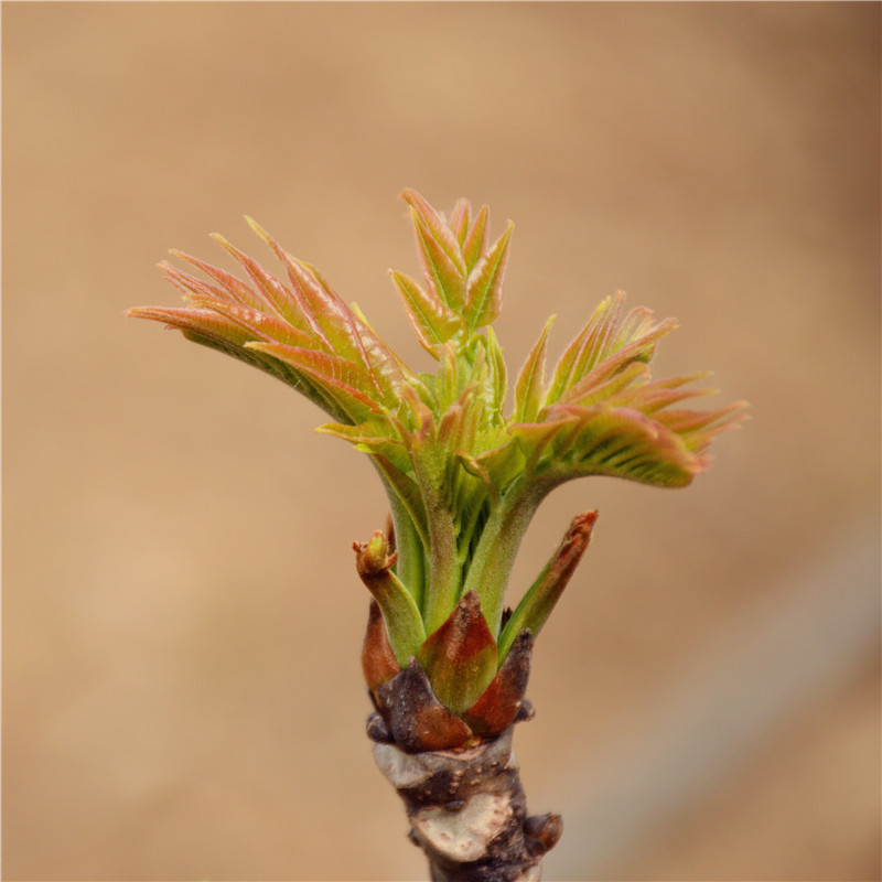 【中华特色】镇安馆香椿150g 塔云山 香嫩新鲜 春芽 腌制香椿菜 西北