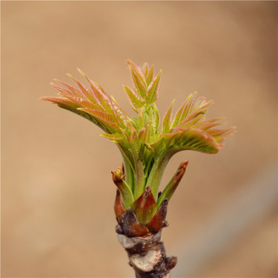 陕西特产嫩新鲜 芽 2015香椿 咸菜香椿芽菜 腌制农家自制泡菜150g袋