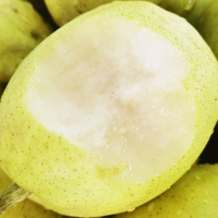 新鲜梨子新疆库尔勒香梨水果香甜可口带箱5斤装