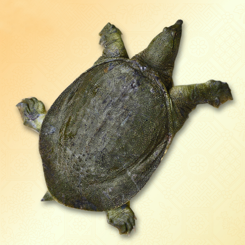 杨巷三品都山荡七年期三斤半生态甲鱼包邮