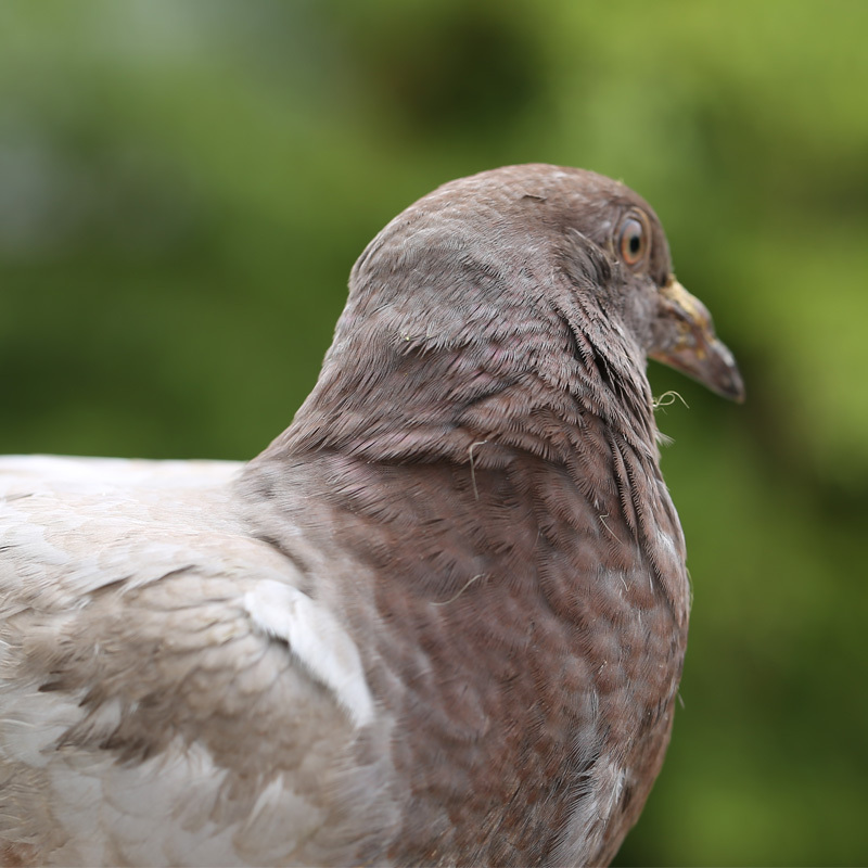 杨巷三品 杨巷三品 生态农家信鸽新鲜土鸽肉鸽当天现