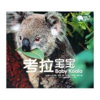 动物萌宝贝 考拉宝宝