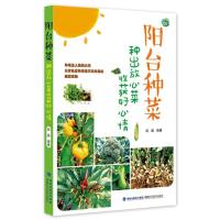 阳台种菜：种出放心菜收获好心情