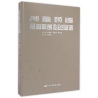 颅脑颈部局部解剖彩色图谱(精)