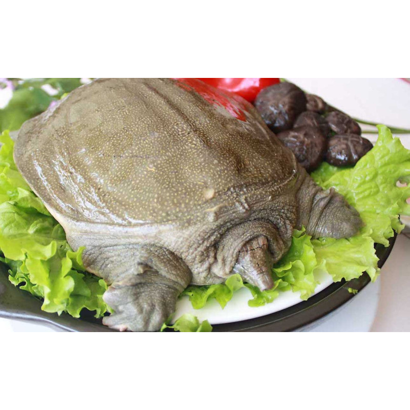 坤泰水产生鲜甲鱼112斤