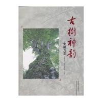 古树神韵—安徽六安