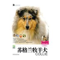 苏格兰牧羊犬