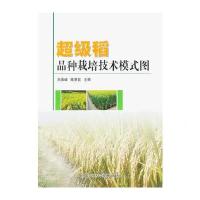 超级稻品种栽培技术模式图