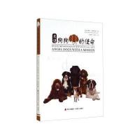 天使狗狗的使命