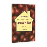 板栗高效栽培
