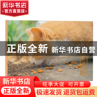 正版 她和她的猫 kelvin李 浙江人民美术出版社 853405154 书籍