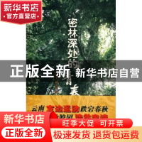 正版 密林深处的青春 杨恩芳,赖云琪著 西南师范大学出版社 97