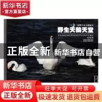 正版 野生天鹅天堂 张新泰著 新疆美术摄影出版社 9787546901893