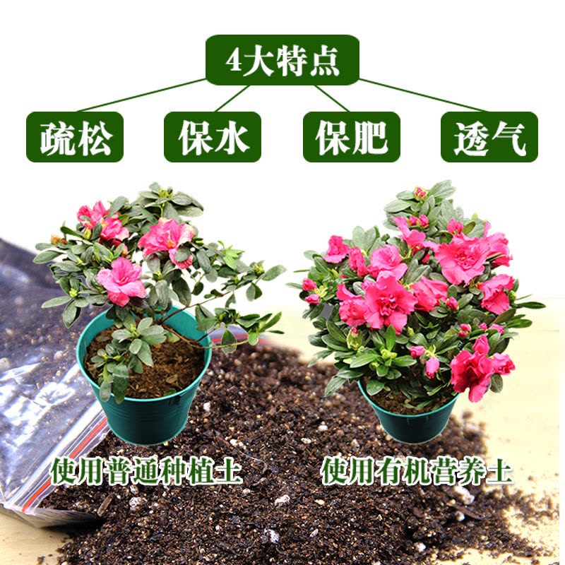 金枝恋 园艺用品 栽培基质 植物营养土 保水透气效果好 植物通用多肉植物营养土 400克1包图片