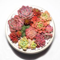 多肉植物新手套餐10颗肉肉植物多肉组合绿植盆栽花卉(不含花盆土)巧妈妈