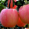 吉春 苹果 烟台红富士 75mm以上 12枚装 新鲜水果 烟台苹果 山东特产 【中华特色馆】