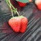 【中华特色】【奇鲜记】新鲜水果 丹东草莓 3斤 苏宁生鲜