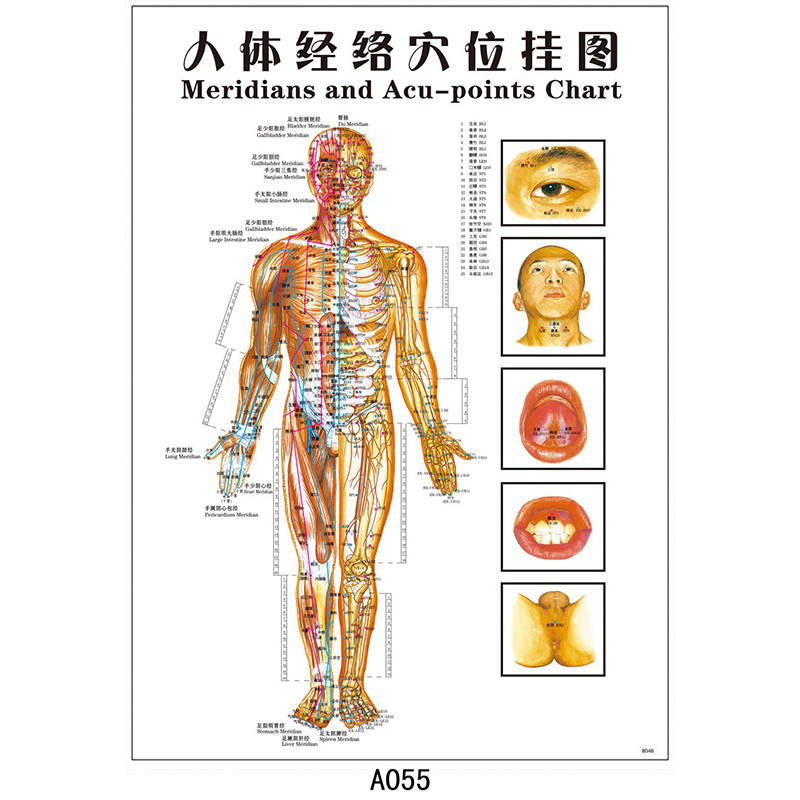 高博士 Gao Bo Shi 中医保健sjbjgqrtxwt 高博士人体经络图穴位图高清正面图 价格图片品牌报价 苏宁易购高博士医疗专营店