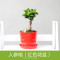 [小榕树+盆]绿植盆栽套装 室内办公桌盆栽植物小榕树盆景盆栽盆景清新室内空气生活日用园艺用品绿植盆栽