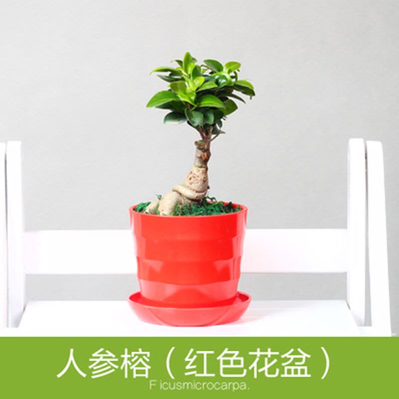 [小榕树+盆]绿植盆栽套装 室内办公桌盆栽植物小榕树盆景盆栽盆景清新室内空气生活日用园艺用品绿植盆栽图片