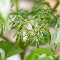 平安树幸福树盆栽大型绿植花卉树苗小盆栽室内客厅办公室植物盆景生活日用家庭清洁园艺用品花卉绿植盆栽