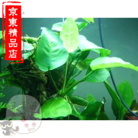洋子(YangZi)家装水草种子鱼缸水草速成水族造景迷你迷你水草植物水榕300粒