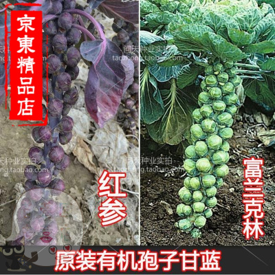 洋子(YangZi)装抱子甘蓝孢子孢子甘蓝种子子持甘蓝种子蔬菜种子有机可以留种