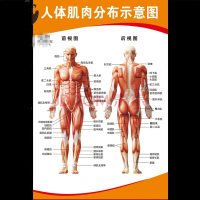 洋子(YangZi)人体肌肉结构解剖人体骨骼大挂图人体器官解剖图示意图海报