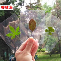 洋子(YangZi)透明塑封树叶过塑植物标本卡不同形状的树叶认识各种各样的叶子