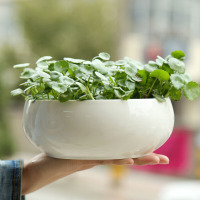 洋子(YangZi)水培花盆陶瓷容器室内无孔大号多肉碗莲盆睡莲铜钱草水仙花盆杏色海螺中等