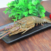 渔鼎鲜 刺身级新鲜冷冻小青龙300-350g 进口虾花龙虾仔媲美澳洲大青龙冷鲜配送