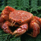【鲜活】 渔鼎鲜鲜活俄罗斯红毛蟹1只 750克 鲜活海鲜 顺丰航空冷链配送