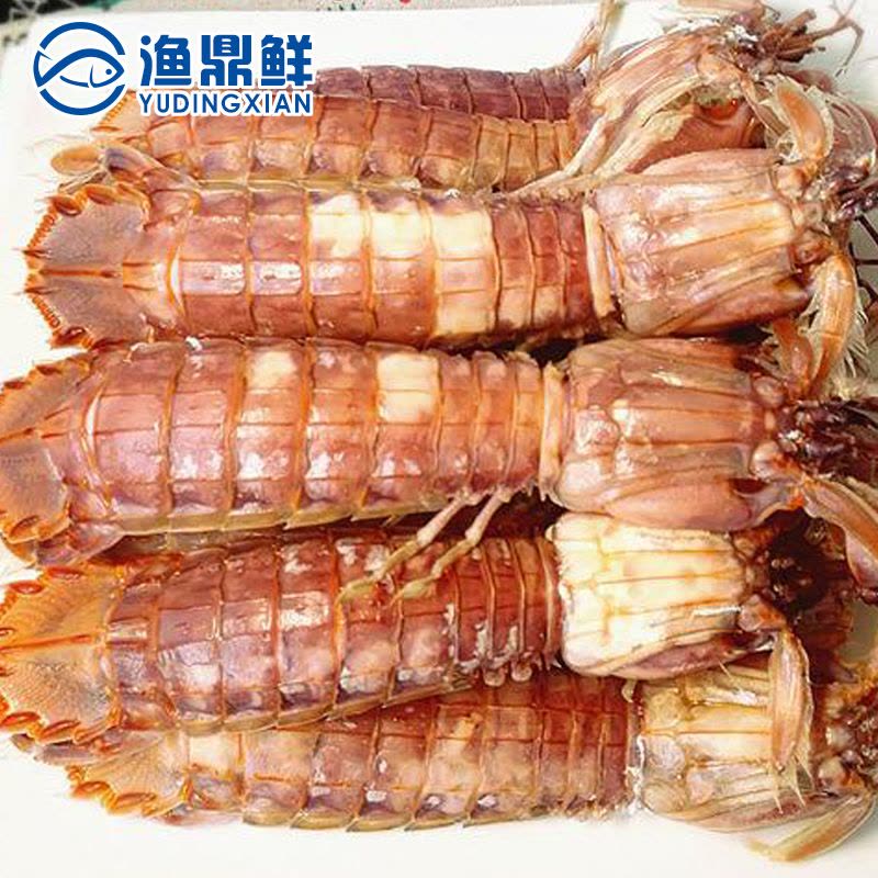 进口鲜活泰国公富贵虾1斤2-3个 野生大皮皮虾 濑尿虾 棘突猛虾蛄图片