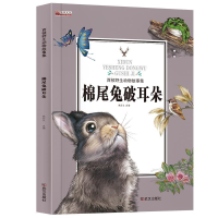 正版新书]棉尾兔破耳朵/西顿野生动物故事集姚忻仪9787558204357