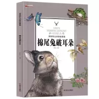 正版新书]棉尾兔破耳朵/西顿野生动物故事集姚忻仪9787558204357