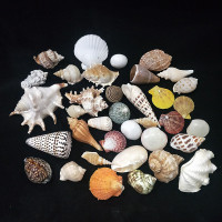 300克贝壳海螺套餐混装 鱼缸摆件 天然贝壳 大海螺 海星 珊瑚 工艺品装饰 婚庆造景摆件