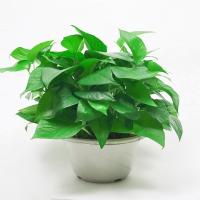 绿萝盆栽绿植室内吸甲醛净化空气家庭水培盆栽兰防辐射花卉