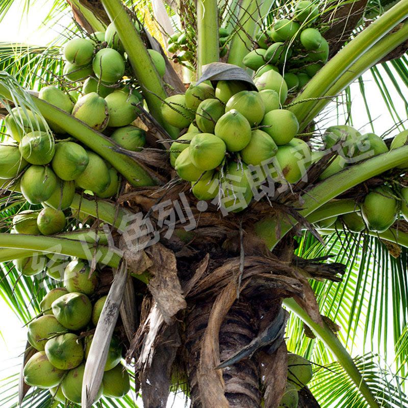喜朗 泰国大号椰青4个 进口新鲜水果椰子椰子汁 经【以色列●谷朗】严选图片